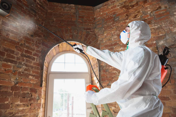 Trusted Santa Clarita, CA Mold Removal & Remediation Experts